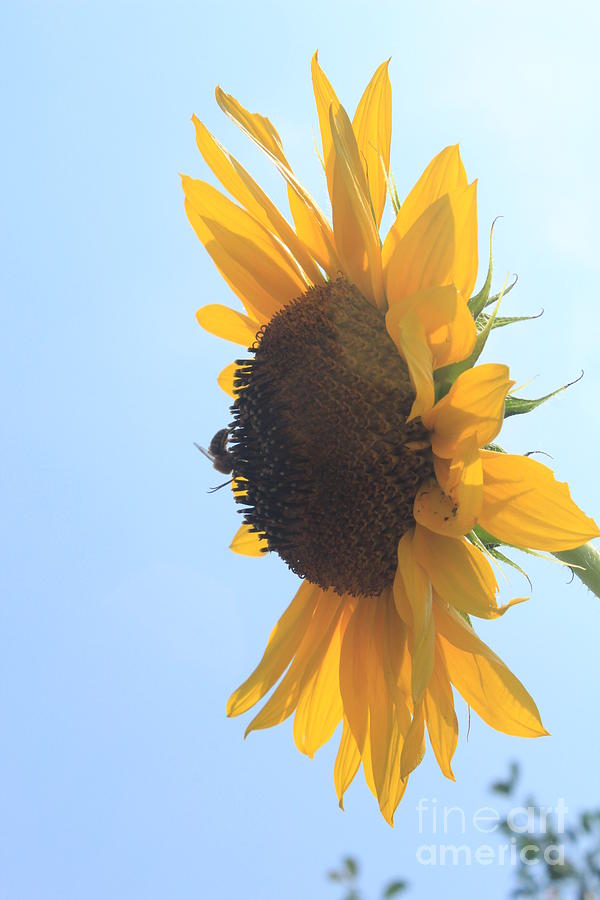 Sunflower Photograph - SunBee by Lotus  