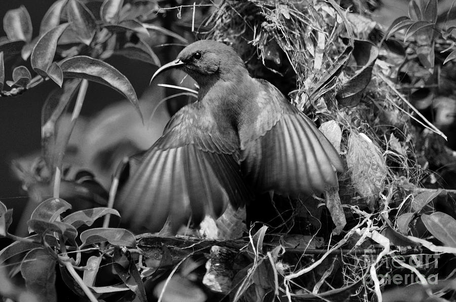 Sunbird  Photograph by Morris Keyonzo