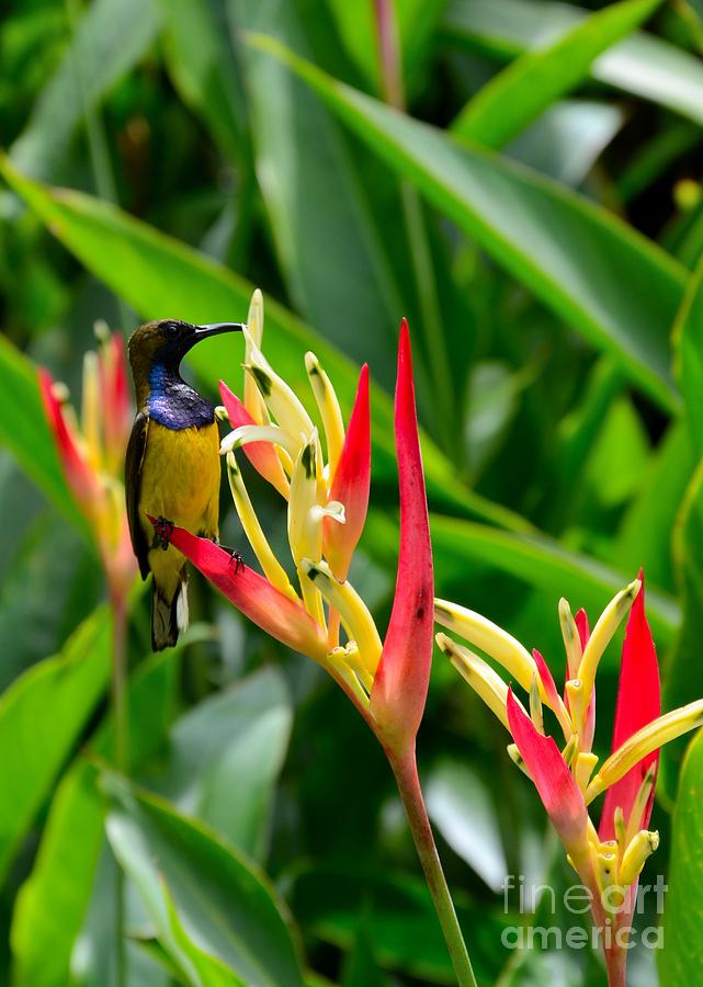 Sunbird on heliconia ginger flowers Singapore Photograph by Imran Ahmed