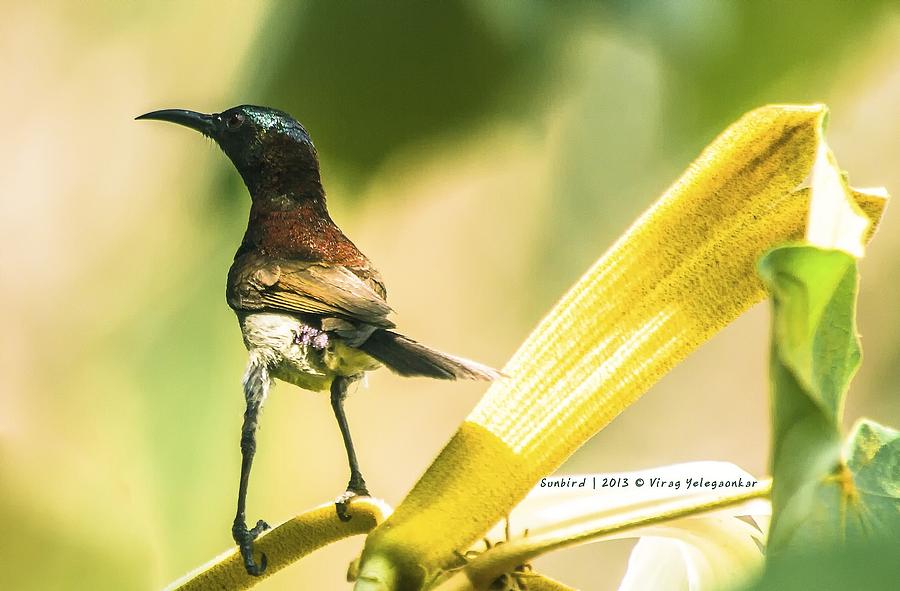 Sunbird Photograph by Virag Yelegaonkar