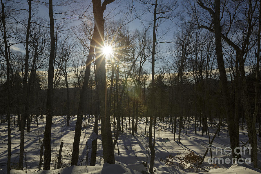 Nature Photograph - Sunburst - White Mountain National Forest New Hampshire by Erin Paul Donovan