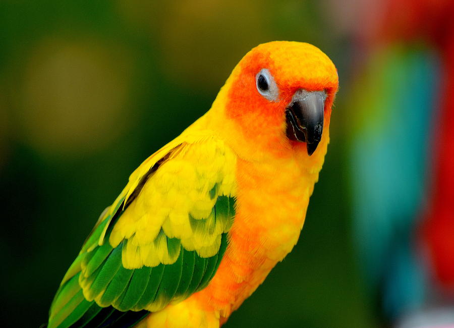 sunburst parrot