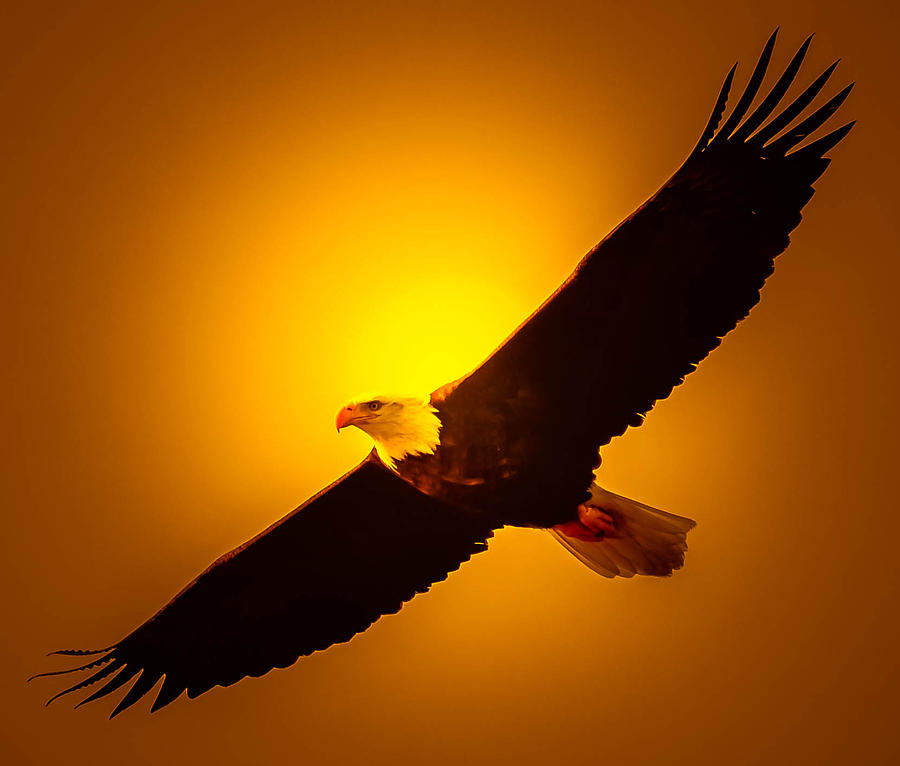 Sunburst Eagle Photograph by Brian Stevens