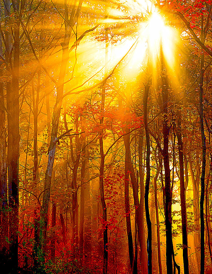 Sunburst In The Forest Photograph by Randall Branham