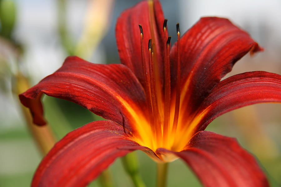 Lily Photograph - Sunburst Lily by Neal Eslinger