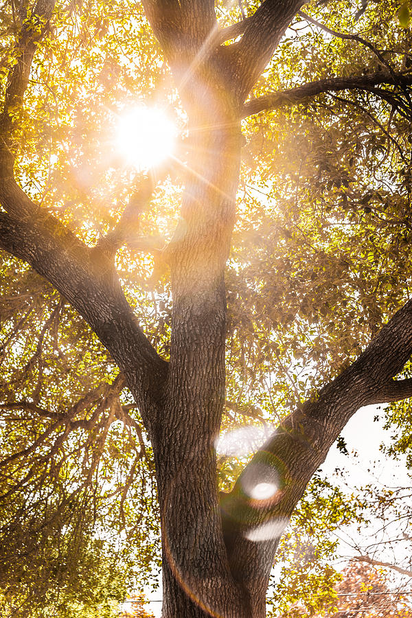 Sunburst Oak Photograph by Melinda Ledsome