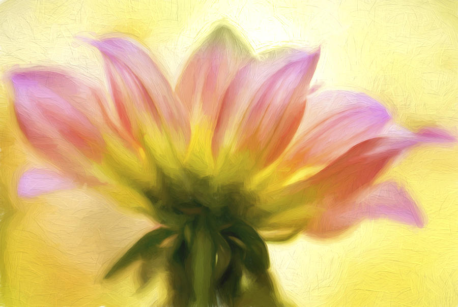 Flower Photograph - Sunburst Painted by Mary Jo Allen