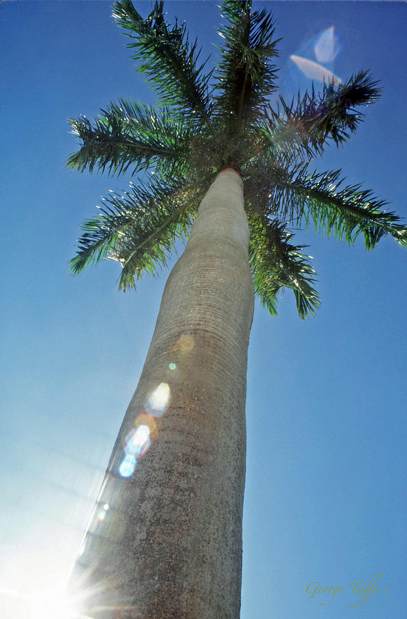 Sunburst palm Photograph by George Tuffy