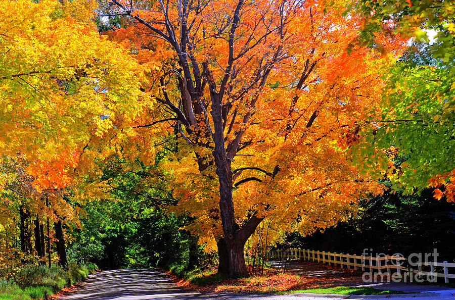 Fall Photograph - Sunburst by Rodney Campbell
