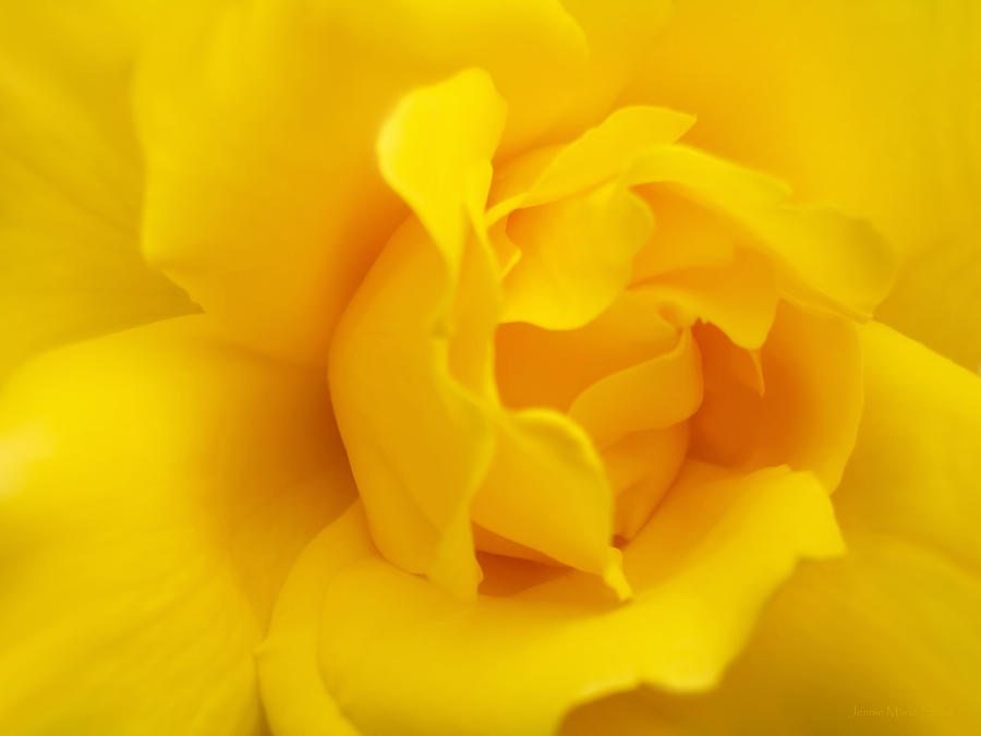 Sunburst Rose Flower Photograph by Jennie Marie Schell