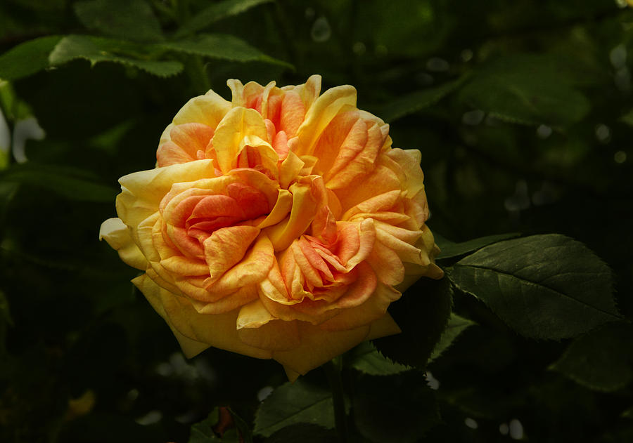 Flower Photograph - Sunburst Rose by Robert Murray
