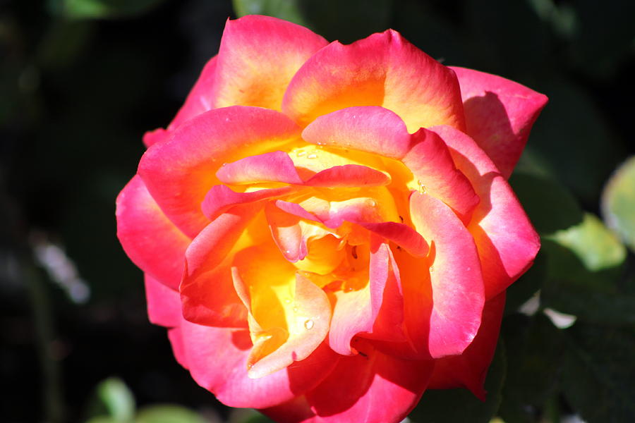Sunburst Rose Photograph by Ruben Carrillo