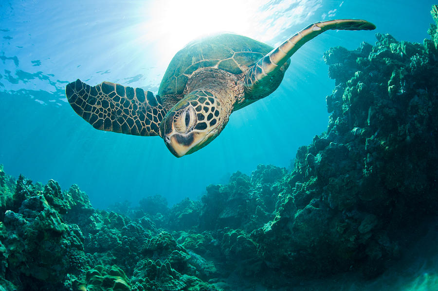 Sunburst-sea-turtle Photograph by M Swiet Productions