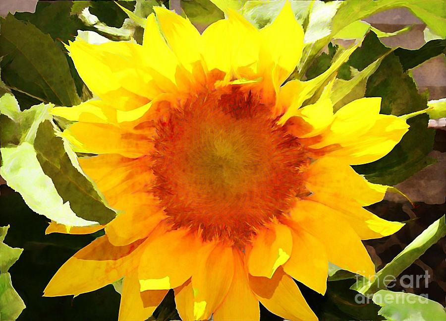 Sunburst Sunflower Photograph by Judy Palkimas