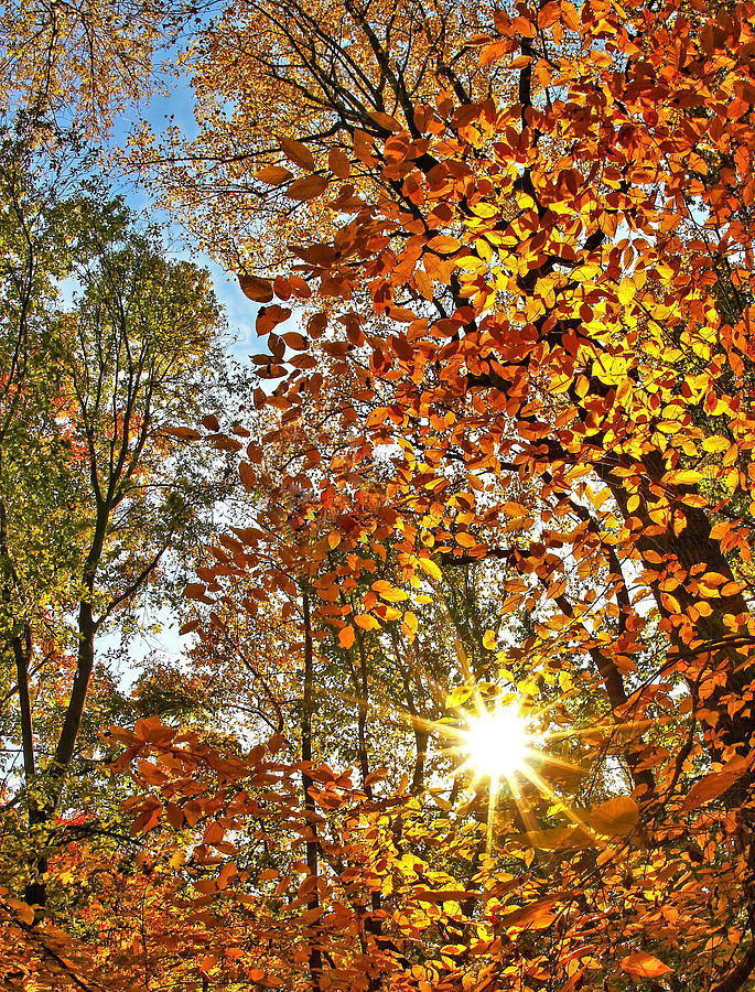 Sunburst Through Autumn Leaves Photograph by SCB Captures