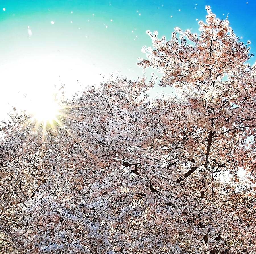 Sunburst Through the Sakura Photograph by SCB Captures