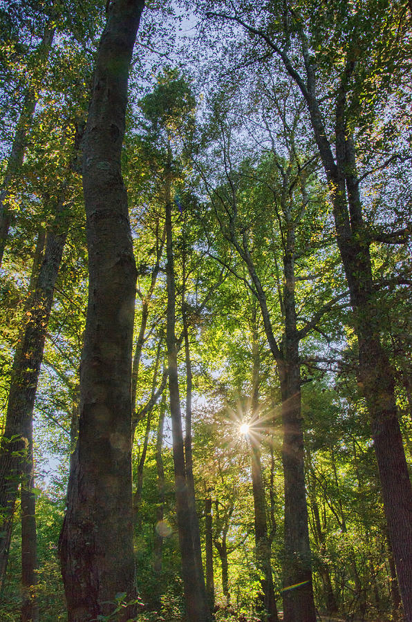 Sunburst Through The Trees Photograph