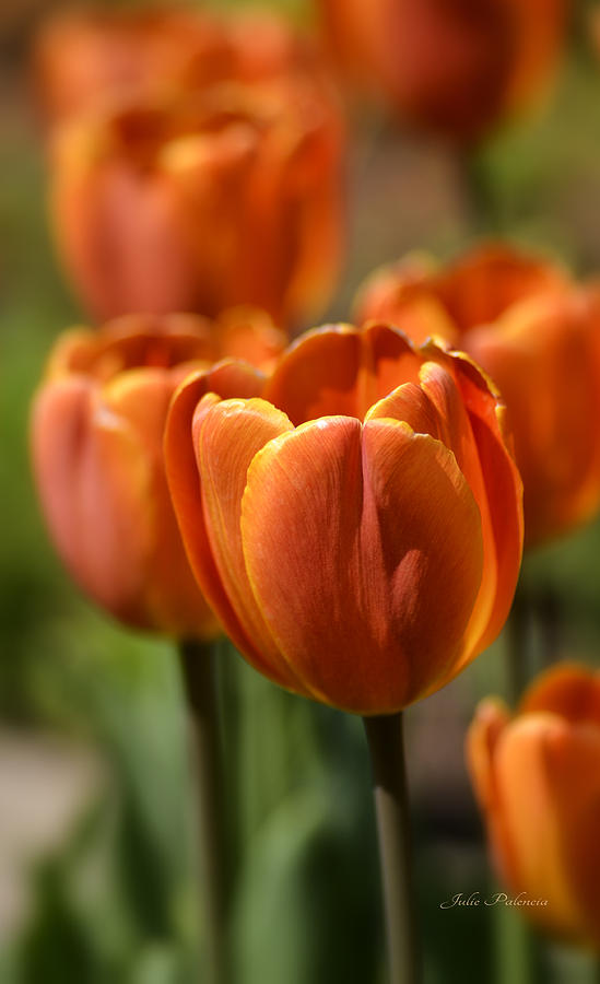 Tulip Photograph - Sunburst Tulips by Julie Palencia