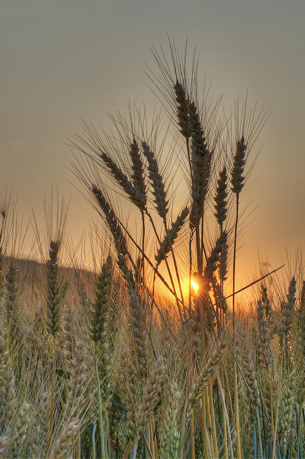 Sunburst Wheat Photograph by Doug Davidson