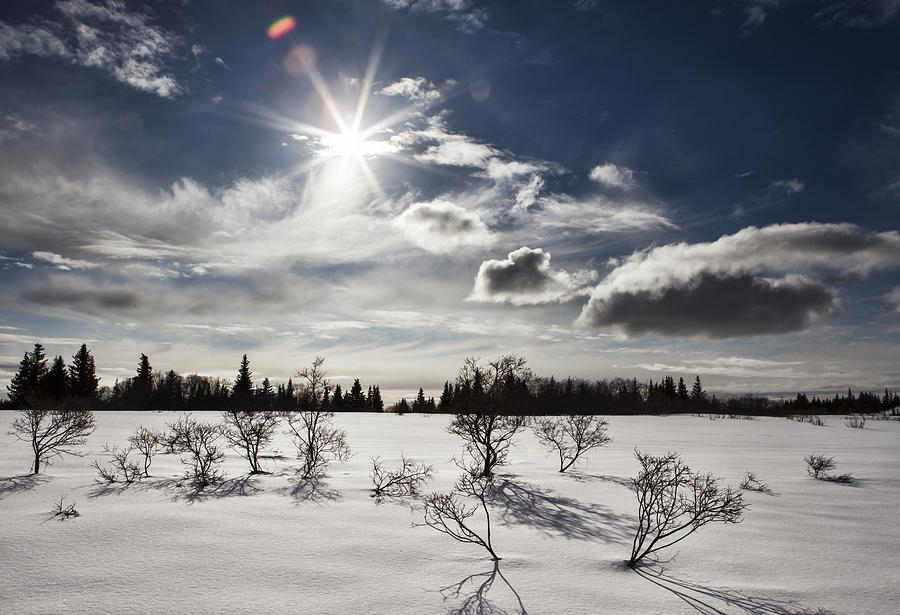 Sunburst with Snow Photograph by Michele Cornelius