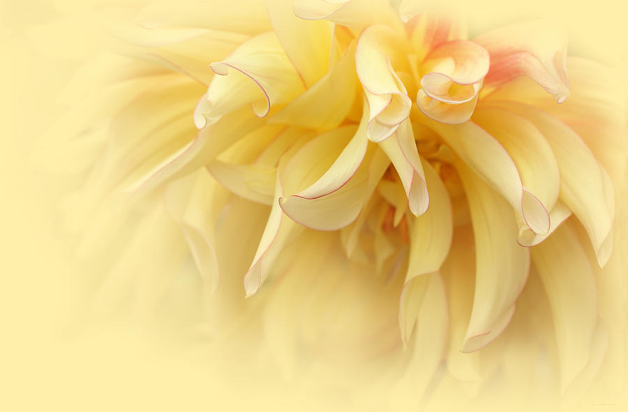 Summer Photograph - Sunburst Yellow Dahlia Flower by Jennie Marie Schell