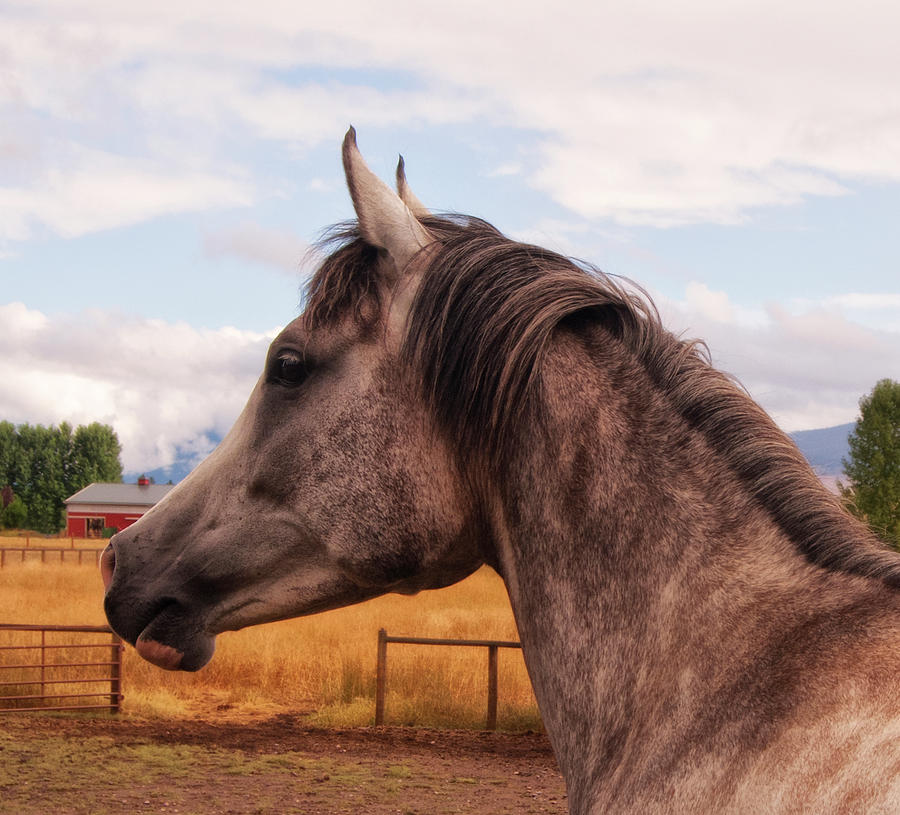 Horse Photograph - Sundance by Sandra Selle Rodriguez