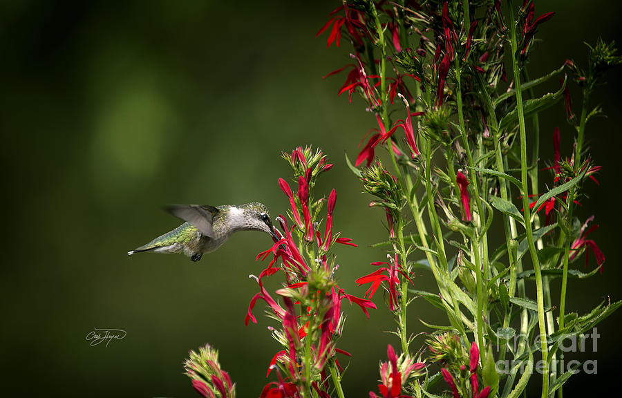 Hummingbird Photograph - Sunday Brunch  by Cris Hayes