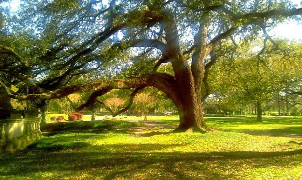 Sunday In The Park At Audubon Park New Orleans LA USA Photograph by Michael Hoard