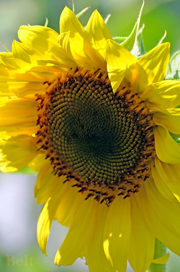 Sunday Morning Sunflower Photograph by Christine Belt