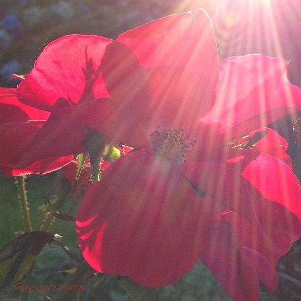 Noedit Photograph - Sunday Rose, Summer Evening Light  In by Anna Porter