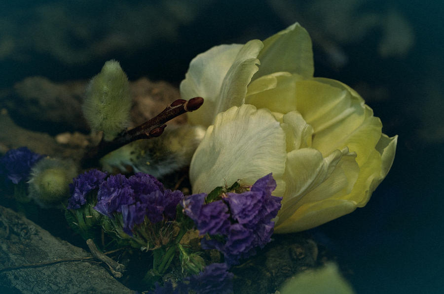 Still Life Photograph - Sunday Tulip No. 2 by Richard Cummings