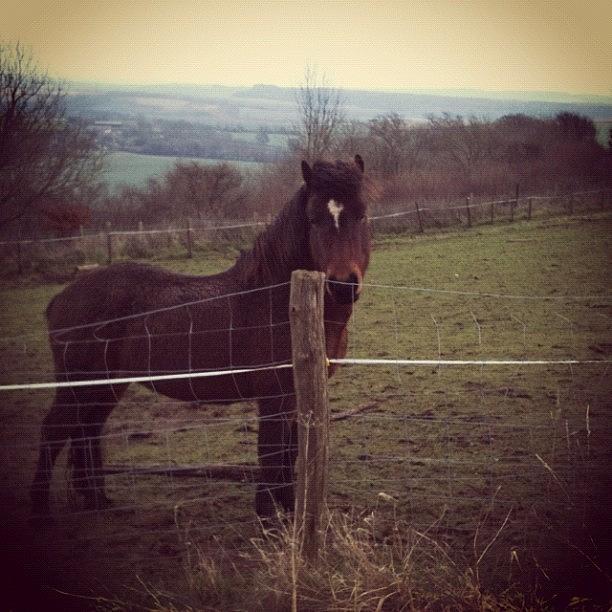 Pony Photograph - Sunday Walk In The Countryside. #pony by Kelly Robinson