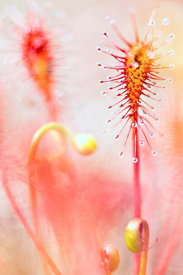 sundew Drosera intermedia Photograph by Dirk Ercken