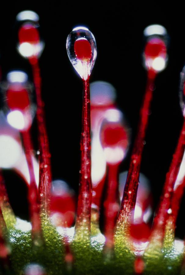 Sundew Tentacles Photograph by Perennou Nuridsany