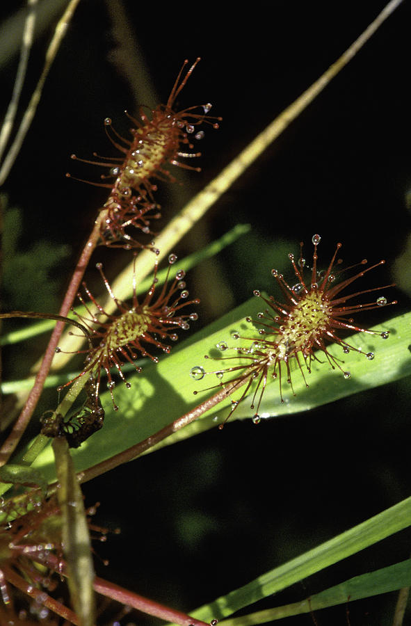 Droseraceae Photograph - Sundews by Patrick Kessler