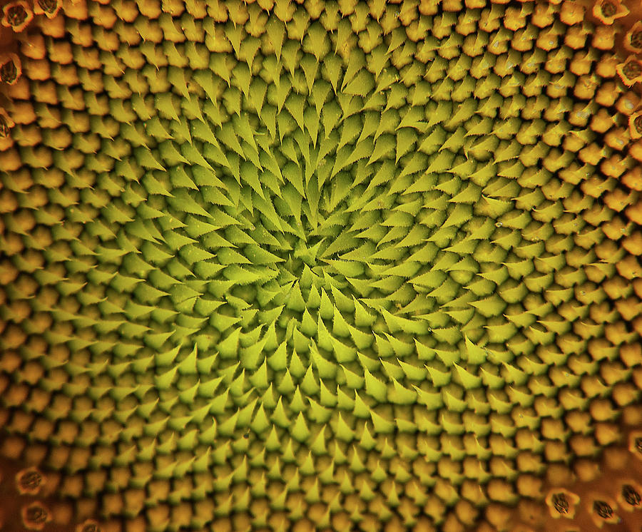 Sunflower Sundial Photograph by Britt Runyon