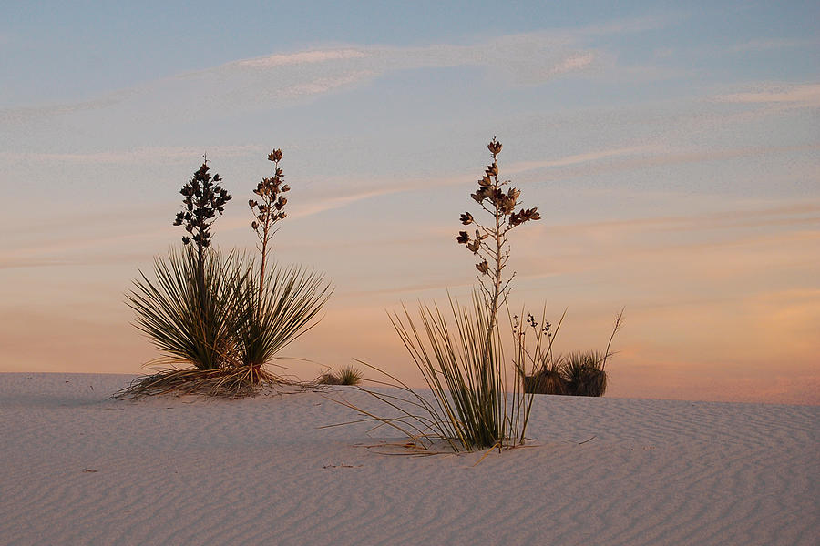 Sundown at White Sands Photograph by Greni Graph