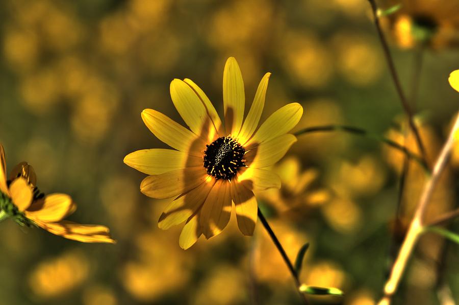 Sundown Flower Upon Flower Photograph by Reid Callaway