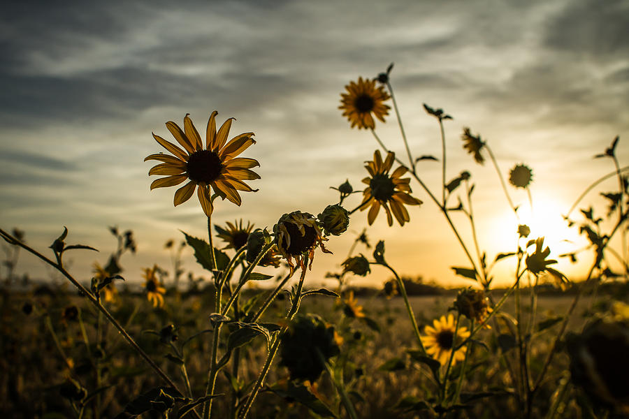 Sundown Flowers Photograph by Randy Turnbow - Fine Art America