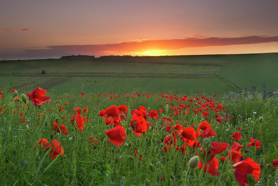 Sundown On The Poppies Photograph by Bri Spicer - Fine Art America