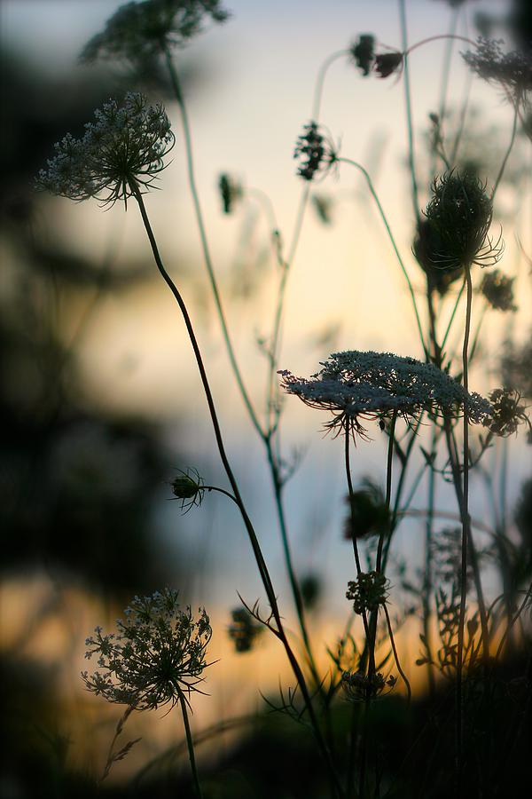 Sundown Photograph by Tracy Male