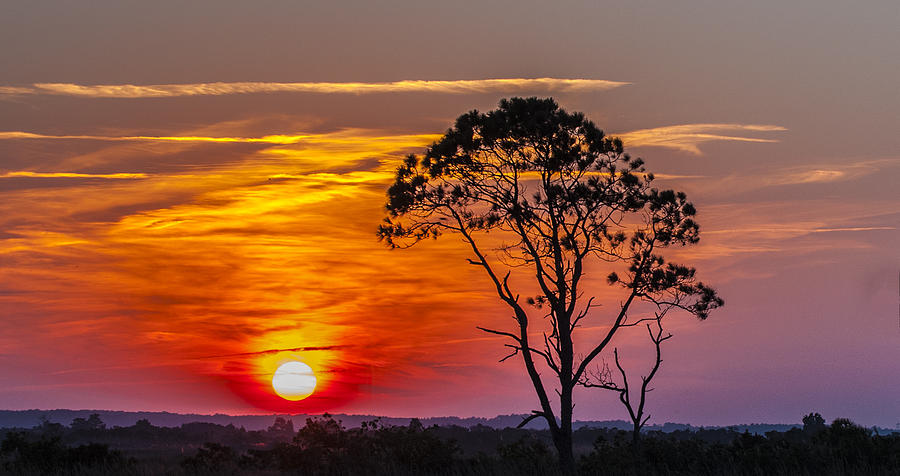 Sundown With Tree Photograph by William Bitman