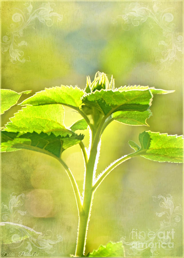 Sundrenched Sunflower - Digital Paint Photograph by Debbie Portwood