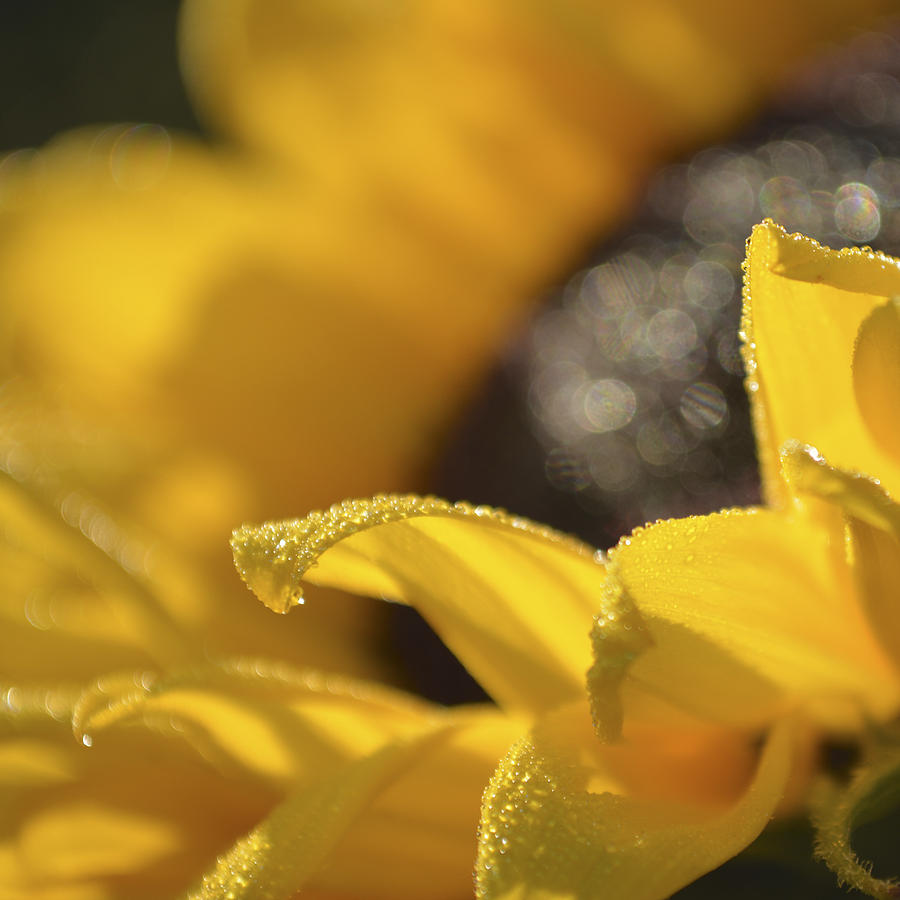 Sundrops  Photograph by Forest Floor Photography