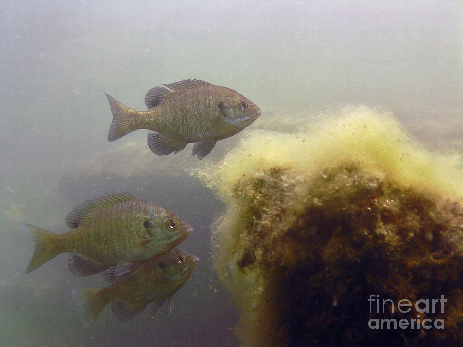 Sunfish Trio Photograph by JT Lewis