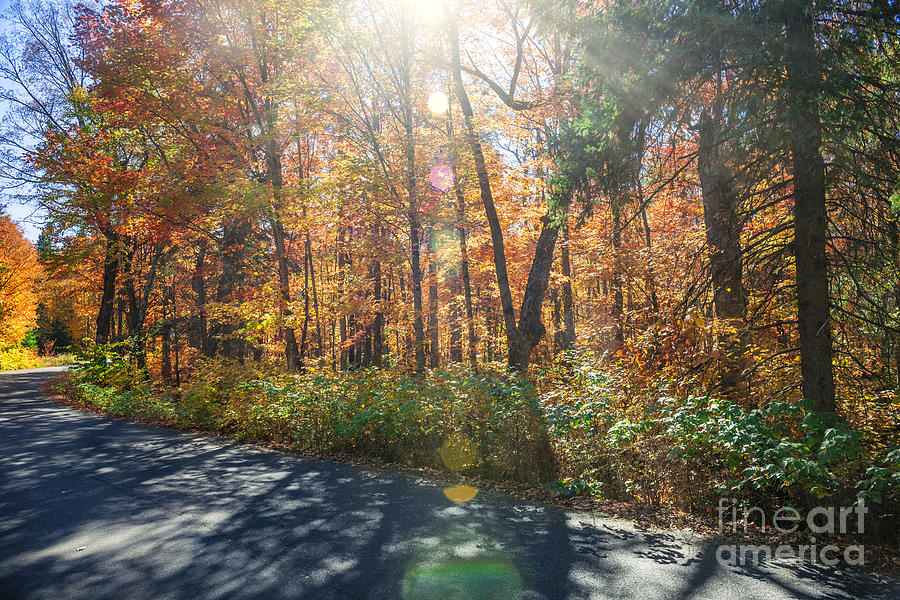 Fall Photograph - Sunflare in fall forest by Elena Elisseeva