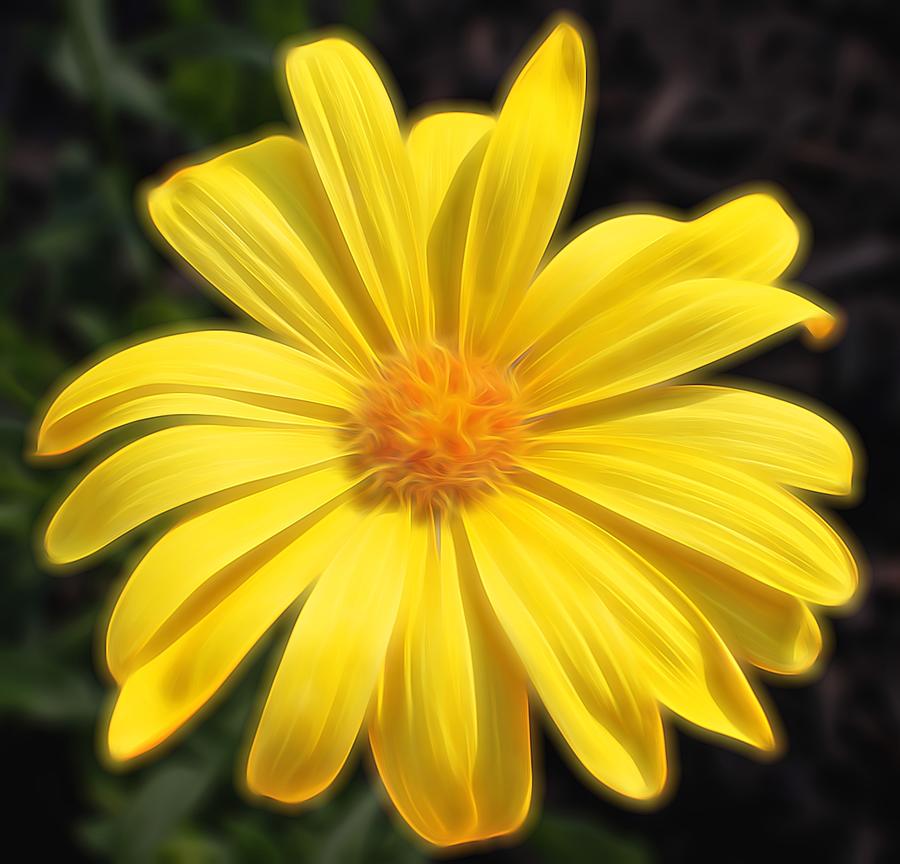 Daisy Photograph - Sunflare by Judy Vincent