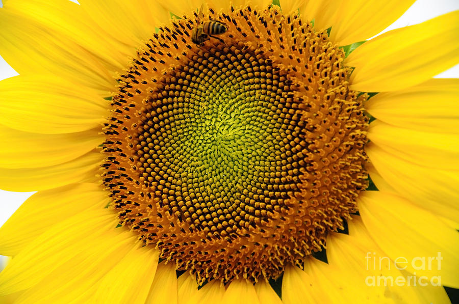 Sunflower # 2 Photograph by Debra Fedchin