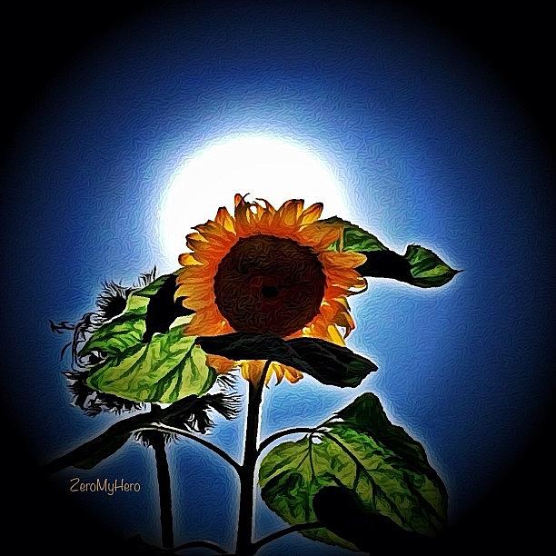 Sunflower ... At The Oc Fair Photograph by Chris 👀valencia💋