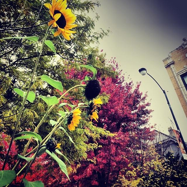 Chicago Photograph - Sunflower + Fall Colors. #chicago by Holly B